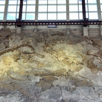 The Quarry Exhibit Hall - You can see all the dinosaur bones dispersed throughout fossil quarry wall. - Visitor Centers Near Me The Quarry Exhibit Hall - You can see all the dinosaur bones dispersed throughout fossil quarry wall. - Visitor Centers Near Me
