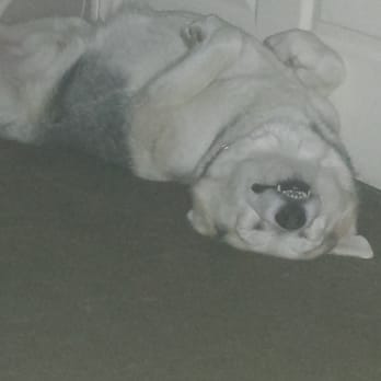 Bogarts Bone Appetit - Doggie food coma. - Pet Groomers Near Me - Las Vegas, Nevada