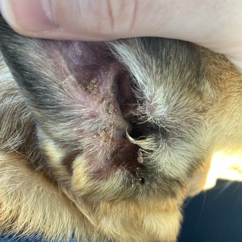 ALL Creatures Veterinary Center - Veterinarians Near Me - Newhall, California
