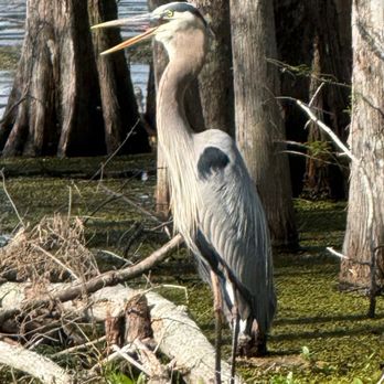 Sam Houston Jones State Park - Great Blue Heron - Parks Near Me - Lake Charles, Louisiana Sam Houston Jones State Park - Great Blue Heron - Parks Near Me - Lake Charles, Louisiana