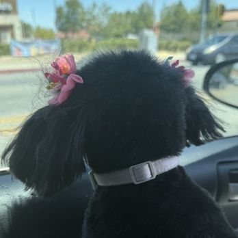 Pets In Style Grooming - Pet Groomers Near Me - Palmdale, California Pets In Style Grooming - Pet Groomers Near Me - Palmdale, California