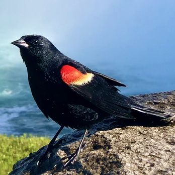 Fallsview Trail - Red-Winged Blackbird Horseshoe Falls NiagaraFalls, Canada - Parks Near Me Fallsview Trail - Red-Winged Blackbird Horseshoe Falls NiagaraFalls, Canada - Parks Near Me