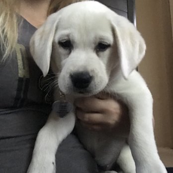 Stofer's Labs - Pet Training Near Me - Prunedale, California