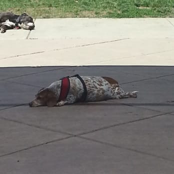 Drigon Dog Park - this dog was so cute! !! - Dog Parks Near Me - Union City, California