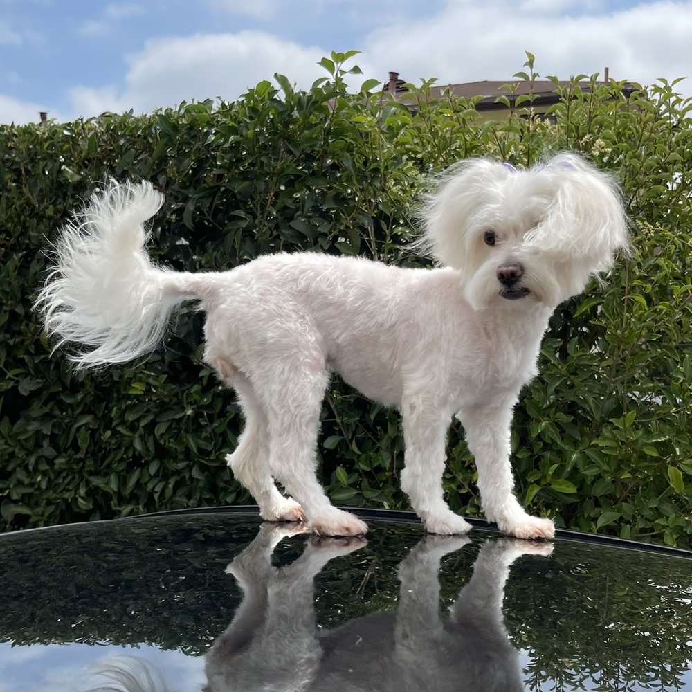 We Groom Pets - Dog - Pet Groomers Near Me - Downey, California We Groom Pets - Dog - Pet Groomers Near Me - Downey, California