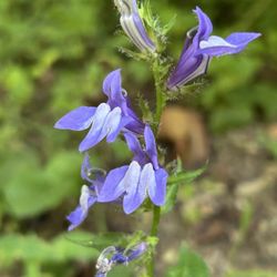 Eagle Creek Park - Late summer flowers 2026