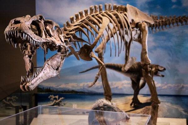 Natural History Museum of Utah by null