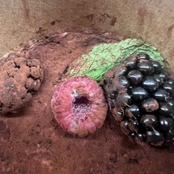 Mozzamo - Moldy raspberries on the tiramisu