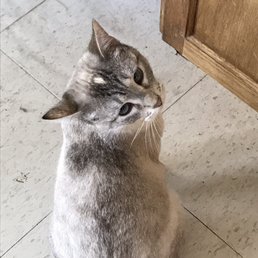 star, one of the kitties who was here (already adopted :c)