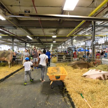 New York State Fair - Cows - Festivals Near Me - Syracuse, New York