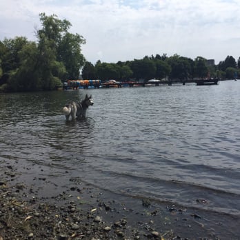 Green Lake Park - My husky wanted to check the water out - Parks Near Me - Seattle, Washington