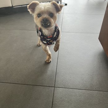 Pupper Club - Home and happy, after seeing Julia at the Pupper Club, San Diego, CA! - Pet Groomers Near Me - San Diego, California