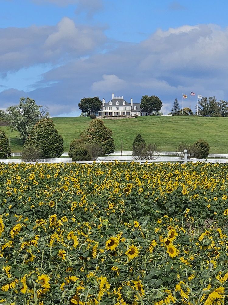 SAGAMORE FARM Updated October 2024 20 Photos 3510 Belmont Ave, Reisterstown, Maryland