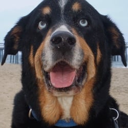 Maverick Pet Partners - Maverick Pet Partners = Happy Pets