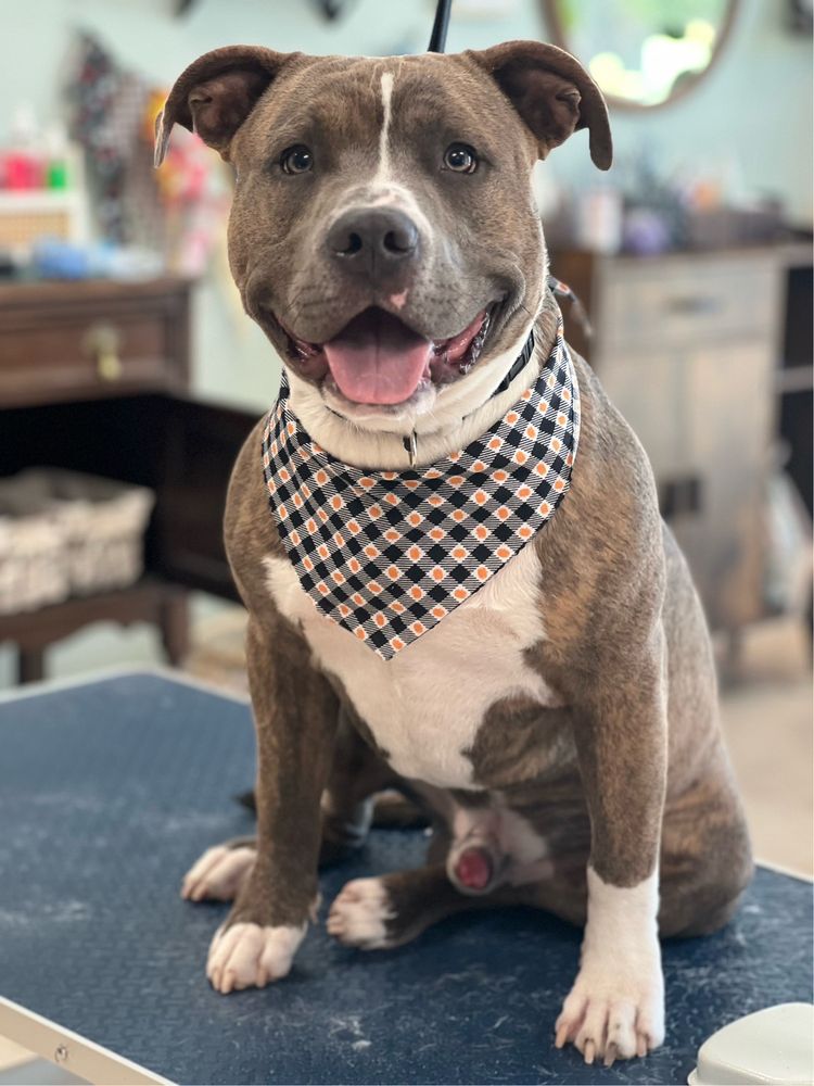 THE KNOTTY GROOMER Updated September 2024 11 Photos & 12 Reviews