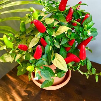 Landmark Flowers - Florists Near Me - Kelowna, British Columbia Landmark Flowers - Florists Near Me - Kelowna, British Columbia