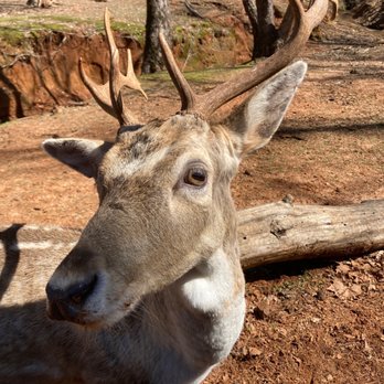 Cherokee Trace Drive Thru Safari - Parks Near Me - Jacksonville, Texas