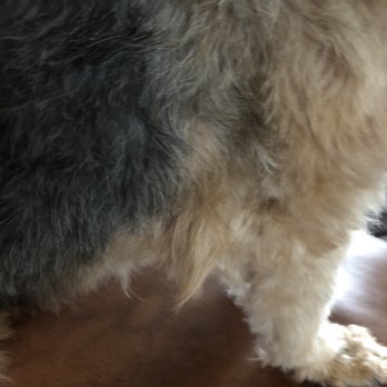Cheryls Pet Grooming - Pet Groomers Near Me - Albuquerque, New Mexico Cheryls Pet Grooming - Pet Groomers Near Me - Albuquerque, New Mexico