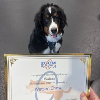 Zoom Room Dog Training - Pet Training Near Me - San Diego, California