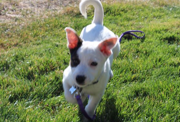 Lifeline Puppy Rescue by null