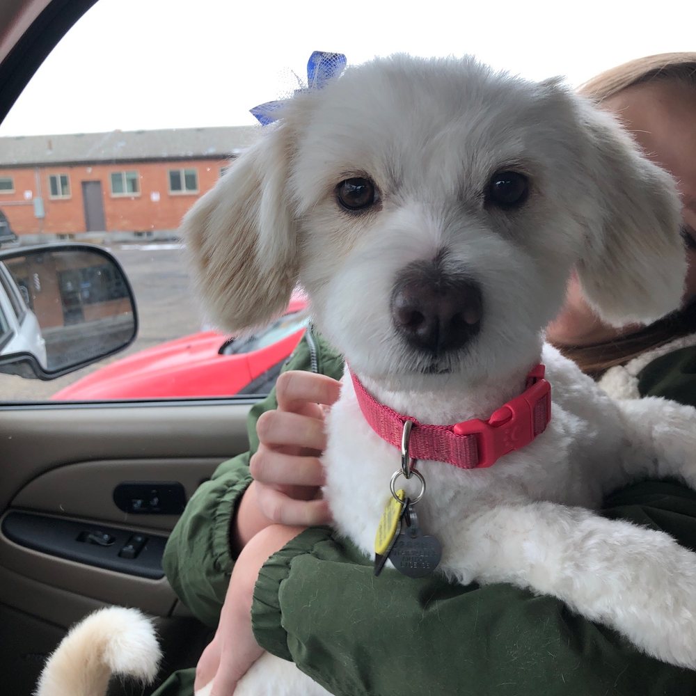 My dog, Hazel. Just after being being groomed at Beccas My dog, Hazel. Just after being being groomed at Beccas