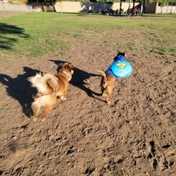 Mayflower Dog Park