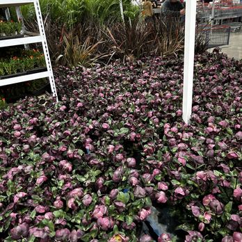 Costco - Wholesale Stores Near Me - Fremont, California Costco - Wholesale Stores Near Me - Fremont, California