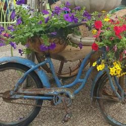 Salvage Candy - Old bike turned into planter