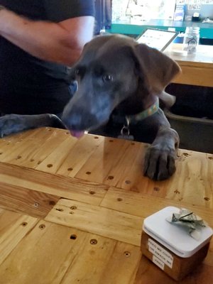 Doghaus Brewery by null