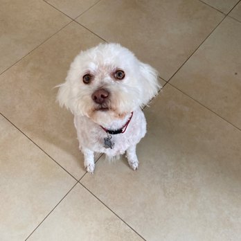 The Pet Palace - Pet Groomers Near Me - San Clemente, California The Pet Palace - Pet Groomers Near Me - San Clemente, California
