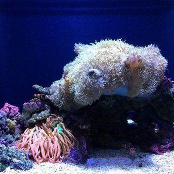 Seattle Aquarium - Aquariums Near Me - Seattle, Washington Seattle Aquarium - Aquariums Near Me - Seattle, Washington