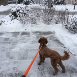 Southpaw Pets - Max enjoying a snowy day walk