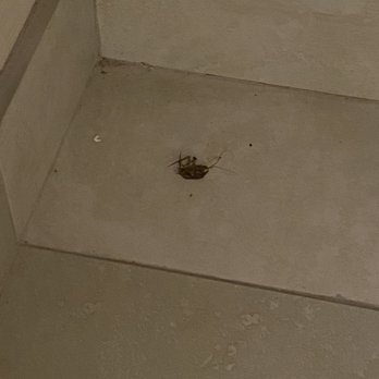 Best Western Plus Island Palms Hotel & Marina - Cockroaches in the bathroom - San Diego, CA