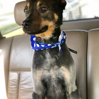 Joe Dog Grooming - Bow tie at the end - Pet Groomers Near Me - Los Angeles, California Joe Dog Grooming - Bow tie at the end - Pet Groomers Near Me - Los Angeles, California