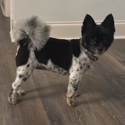 Sparklin' Petz Mobile Grooming Spa