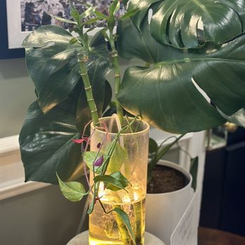 Shake & Bops Botanical Cafe - Coffee & Tea Near Me - Leesburg, Virginia