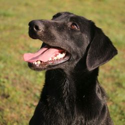 Landmark Retrievers