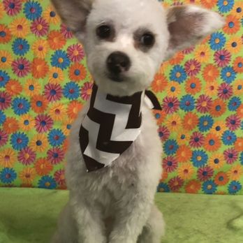 Paws On Point - Sissy - Pet Groomers Near Me - Las Vegas, Nevada Paws On Point - Sissy - Pet Groomers Near Me - Las Vegas, Nevada