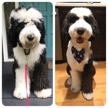 Rex - Before and after 7-month old sheepadoodle (Old English Sheepdog and Poodle) - Pet Groomers Near Me - Seattle, Washington