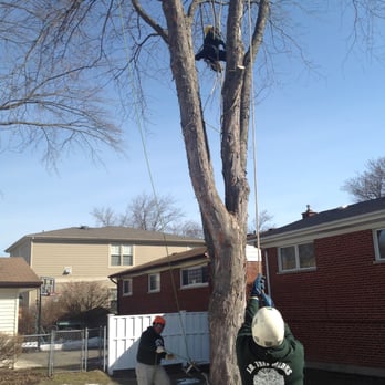 JD Tree Werks - Tree Services Near Me - Evanston, Illinois JD Tree Werks - Tree Services Near Me - Evanston, Illinois