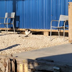 Hopedale Marina - Dock Cat