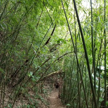 Friendship Garden - going back down through the beautiful bamboo - Hiking Near Me - Kaneohe, Hawaii Friendship Garden - going back down through the beautiful bamboo - Hiking Near Me - Kaneohe, Hawaii