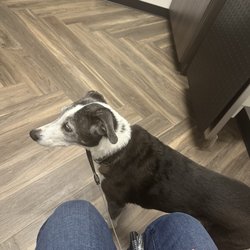 Whittaker Road Animal Clinic - She's not happy to be back.