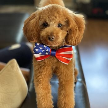 Perfect Pet Salon - Pet Groomers Near Me - Concord, California