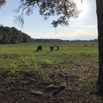 Ginnie Spring - Cows - Rafting/Kayaking Near Me - High Springs, Florida Ginnie Spring - Cows - Rafting/Kayaking Near Me - High Springs, Florida