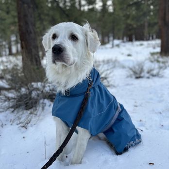Great Pups Dog Training - Pet Training Near Me Great Pups Dog Training - Pet Training Near Me