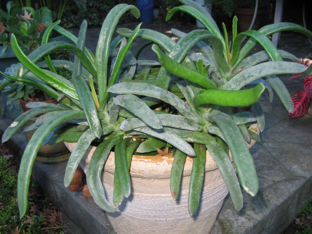 CAPITOLA NURSERY Updated May 2024 23 Photos 3116 Gross Rd