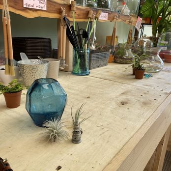 Golden State Succulents - The terrarium building station, I started out with one vessel but chose another so I wouldn't have to cram my air fern into the opening - Florists Near Me - Fortuna, California Golden State Succulents - The terrarium building station, I started out with one vessel but chose another so I wouldn't have to cram my air fern into the opening - Florists Near Me - Fortuna, California