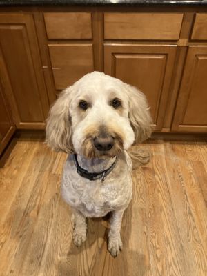 Doggy Styles Pet Salon