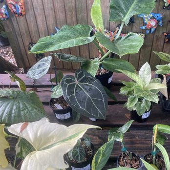 Garden Shack - Nurseries & Gardening Near Me - Jacksonville, Florida Garden Shack - Nurseries & Gardening Near Me - Jacksonville, Florida